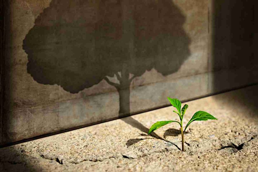 New Life Recovery Centers, San Jose - Northern California Addiction Rehab, Personal Growth Through Tragedy, Understanding Post Traumatic Addiction-Related Growth
